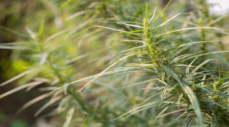 STJ autoriza cultivo de cânhamo, mas desafios regulatórios ainda precisam ser definidos