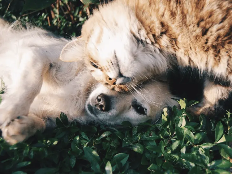 Os mecanismos da sinalização retrógrada de THC e CBD para alívio da dor crônica em animais