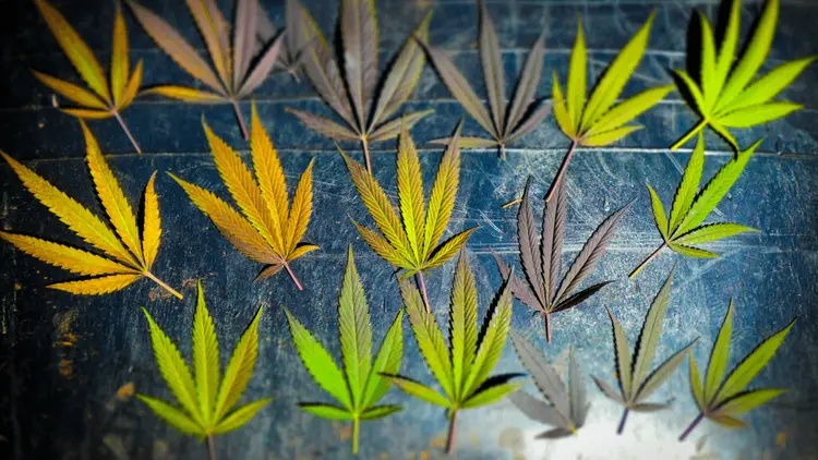 Novo canabinoide é descoberto e reforça potencial da maconha no tratamento do câncer infantil