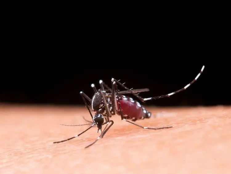 Pesquisa da UFPE aponta o extrato de cannabis como aliado no combate ao mosquito da dengue 