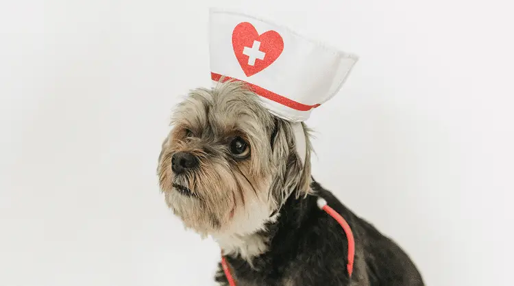 Pesquisadores brasileiros querem entender a relação da cannabis com o uso veterinário
