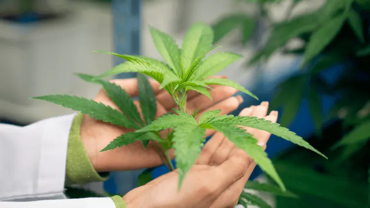 Por que pesquisar cannabis ainda é um desafio no Brasil? Pesquisadores da Unesp respondem