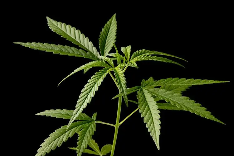 Uso excessivo de cannabis aumenta risco de mortalidade cardiovascular em mulheres, aponta estudo