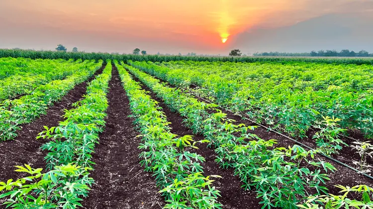 Cáñamo en la COP 30: el aliado verde que Brasil sigue ignorando