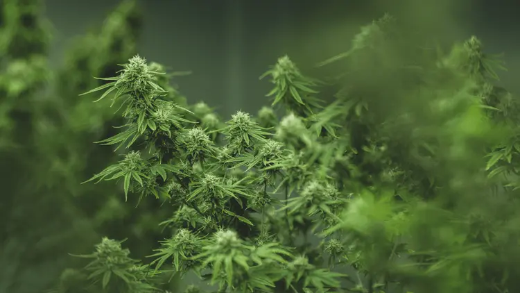 A urgência de rever a RDC 659/2022: entraves regulatórios à pesquisa científica com Cannabis no Brasil