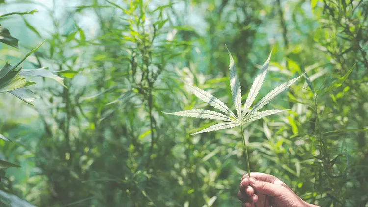 “Poder ver o brilho nos olhos e vê-la sorrindo novamente, não tem preço” diz irmã de paciente de cannabis