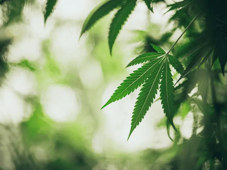 Presidente de associação diz que irá pedir apoio de Lula após Justiça proibir cultivo e produção de óleo de cannabis