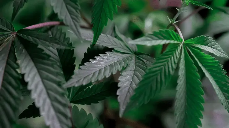 Primeira escola de negócios focada no mercado de cannabis está com inscrições abertas
