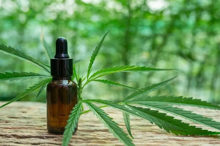 OAB/RJ firma parcerias com empresas de cannabis para oferecer benefícios exclusivos aos advogados