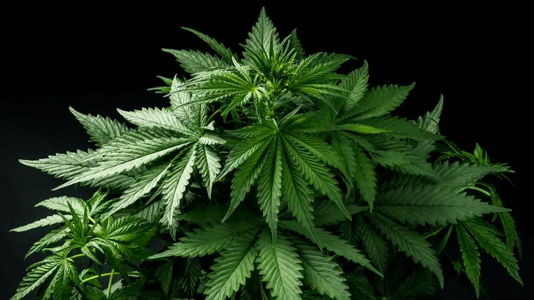 Cannabis, control sanitario y expectativas que conviene moderar