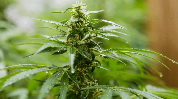 Revista médica norte americana aponta que alta concentração de THC pode causar dependência