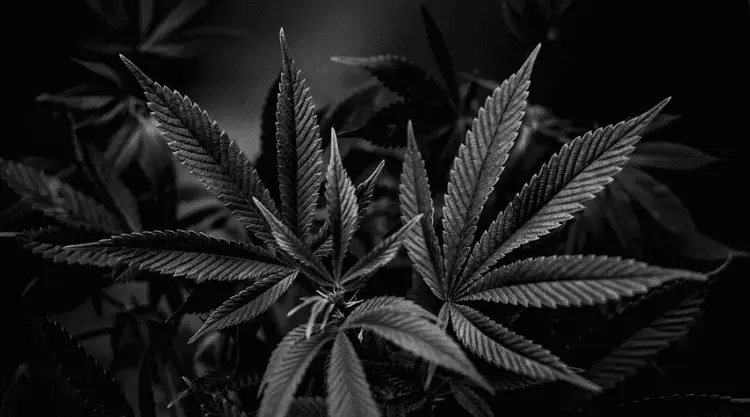 São Diego aprova programa de equidade racial para trazer população negra para a indústria da cannabis
