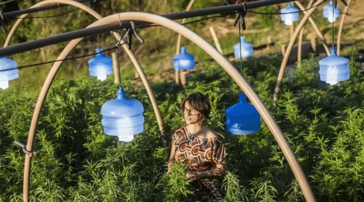 “São leis que não servem para nada”, afirma Margarete Brito sobre a distribuição de remédios à base de cannabis pelo SUS