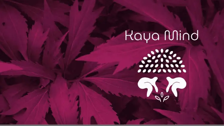 Startup lança relatório brasileiro sobre cannabis