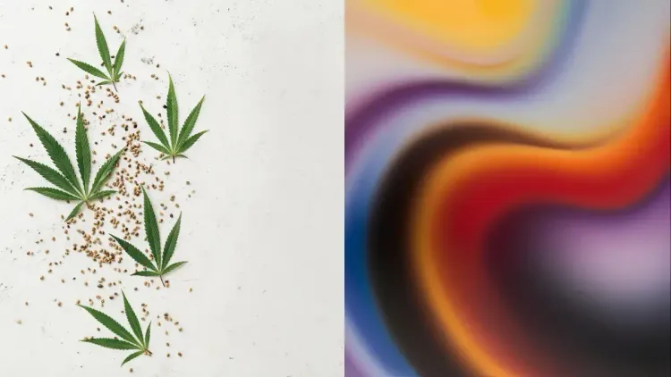 THC oral pode provocar efeitos semelhantes aos psicodélicos