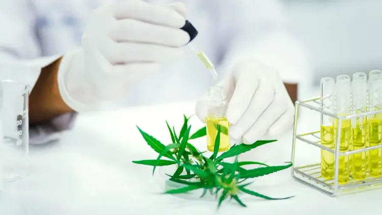 Testes de cannabis: Canadá reforça controle de qualidade