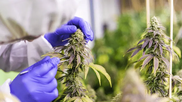 Uso de cannabis está relacionado com a baixa pressão arterial, diz estudo