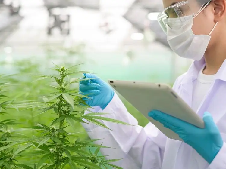 Crescimento das autorizações da RDC 660 da Anvisa impulsionam tratamentos com cannabis medicinal