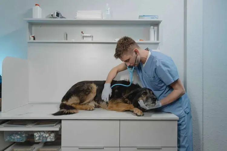 Utilização da cannabis para tratamento de animais apresenta ótimos resultados, diz estudo