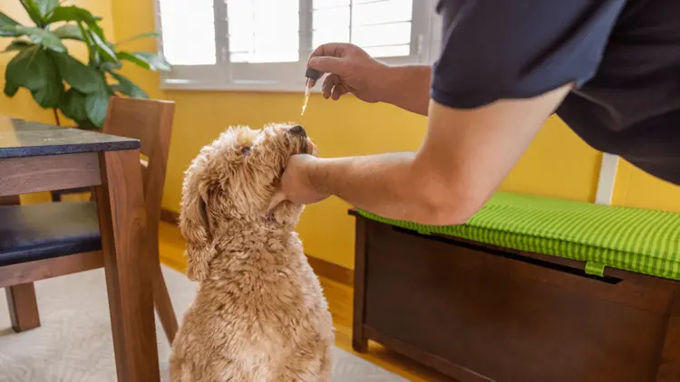 Um olhar sobre as doenças de pets tratáveis com cannabis