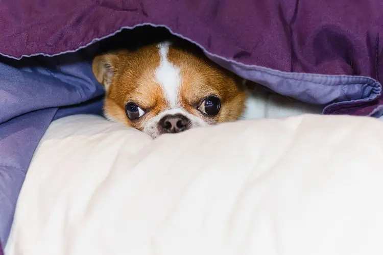 De cães idosos a animais de grande porte: terapia com cannabis em animais avança no Brasil