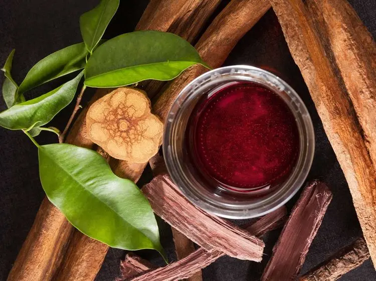 Potencial da ayahuasca contra o estresse