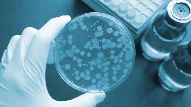 Canabinoides demonstram potencial como agentes antibacterianos