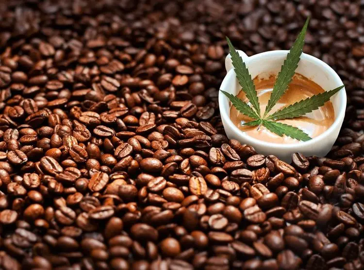 Café e cannabis: mais semelhanças do que você imagina