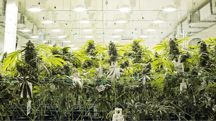 Operadora de cannabis expande portfólio com novas aquisições e investimentos estratégicos