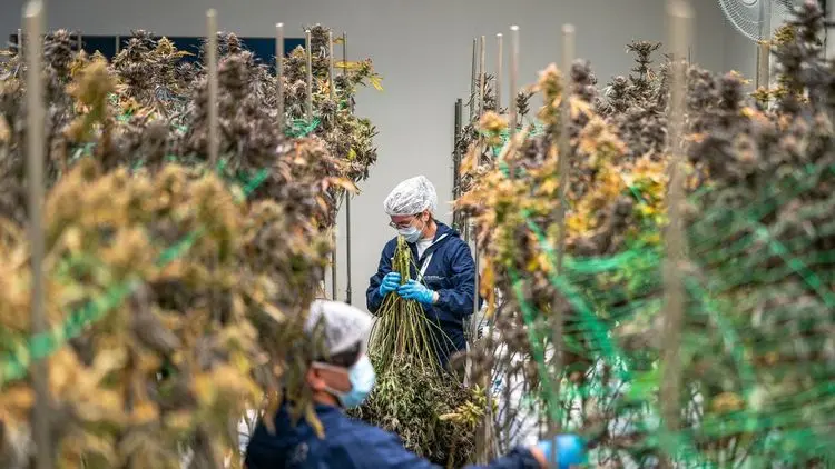 A Nova Arquitetura da Cannabis Medicinal no Brasil: como as RDCs da Anvisa estão redesenhando o setor