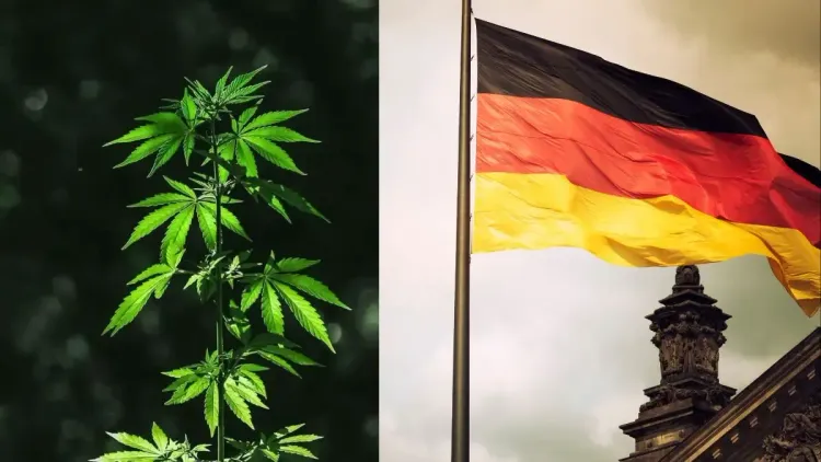 Cannabis medicinal na Alemanha entra na mira da regulação