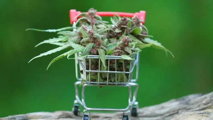 Cannabis na Alemanha tem preços menores, aponta pesquisa