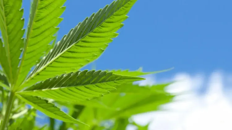 Cannabis nos EUA: DEA prepara nova decisão histórica