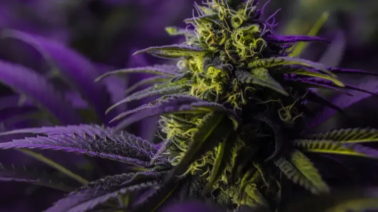 Australia aprueba el registro sanitario de un nuevo dispositivo de inhalación de cannabis