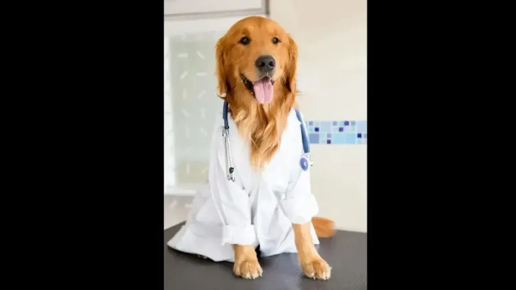 Veterinária estuda cannabis para cães e gatos a longo prazo
