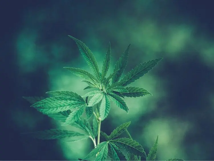 "Cannabis não é para tudo, mas é para todos"