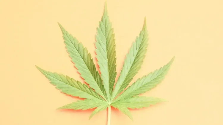 After all, is cannabis a gateway to other drugs?