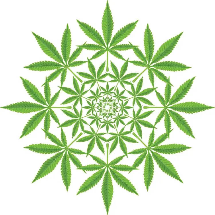 ¿Puede el cannabis inducir un estado psicodélico? Descubre lo que descubrieron los investigadores