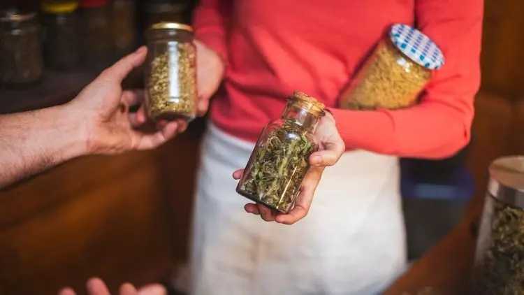 Cafés holandeses começam vender cannabis de produtores licenciados