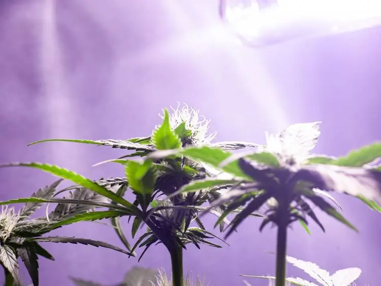 Você já pensou em cultivar cannabis?