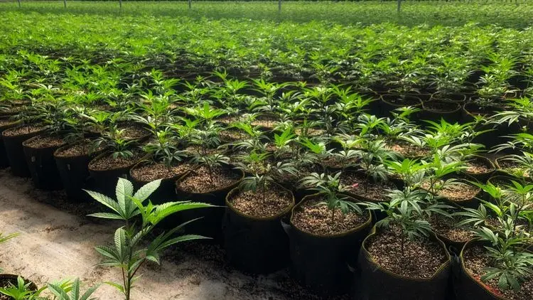 Associações podem ter mais espaço no debate sobre regulamentação do cultivo de cannabis no Brasil