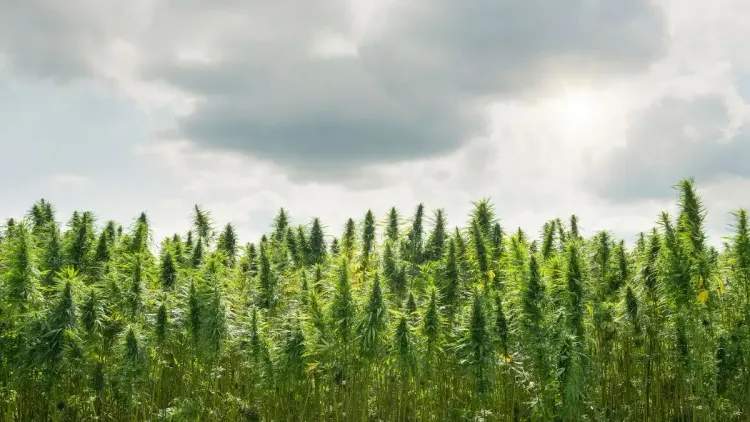 Cultivo de cannabis depende mesmo do clima? Saiba mais
