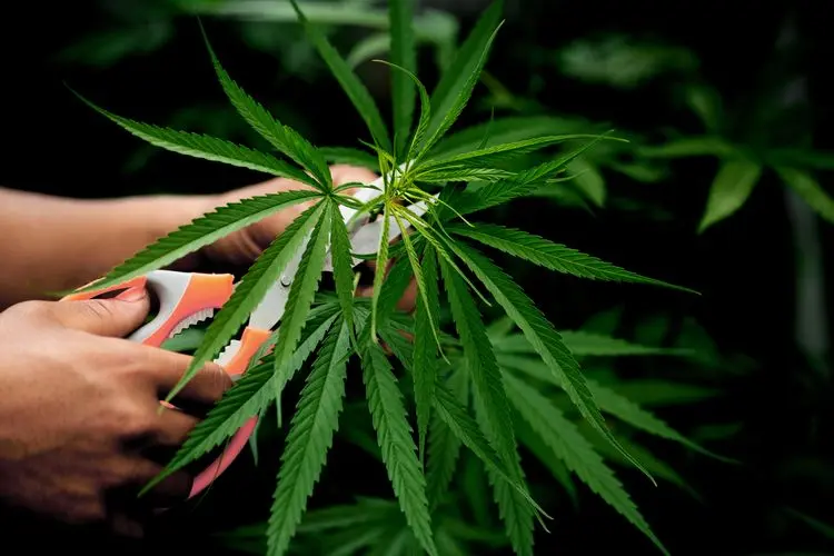 Justiça concede liminar de cultivo de cannabis para paciente com transtornos mentais