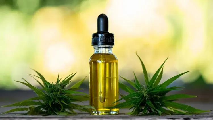 FCF da USP promove 1º Congresso Acadêmico Brasileiro de Cannabis Medicinal