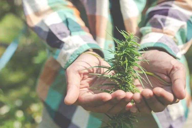 Investigação de “dumping”: Israel questiona práticas de exportação das empresas de cannabis canadenses