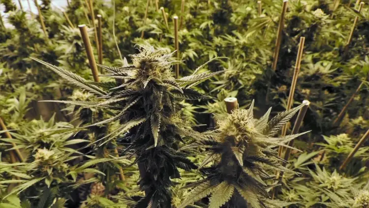 Imagem da noticia: Flores de cânhamo ganham novo mercado na Argentina