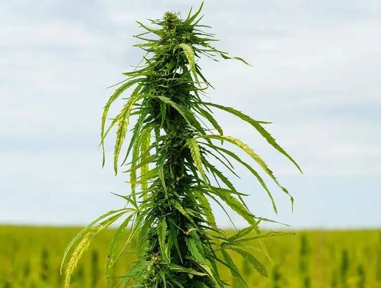 Estado norte-americano rejeita proposta de aumento do limite de THC para cânhamo