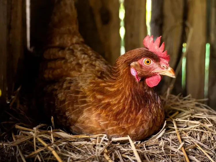 FDA aprova farinha de sementes de cânhamo na alimentação de galinhas poedeiras