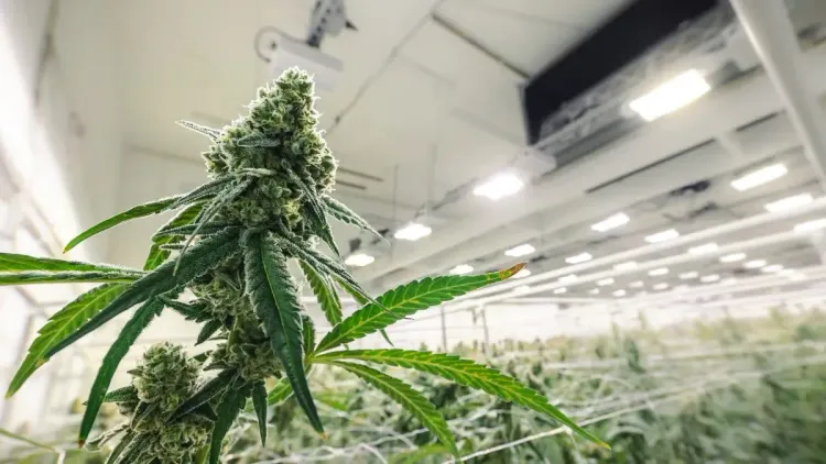 Jamaica facilita licenças de cannabis a pequenos produtores