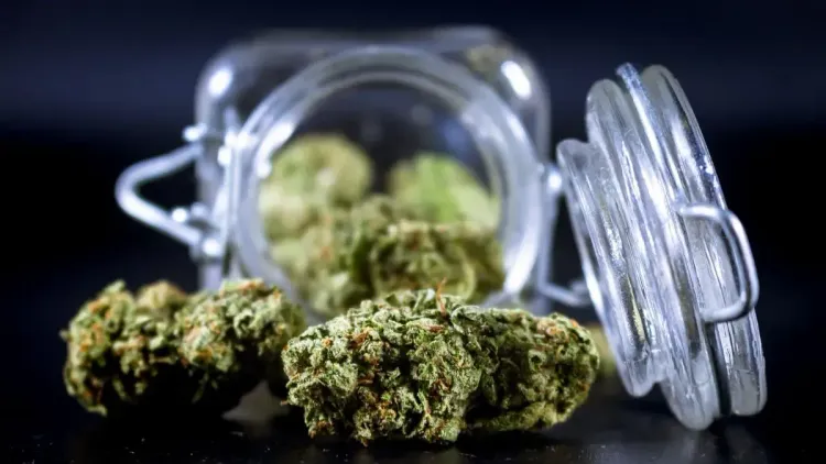 Legalização da cannabis tem apoio de veteranos militares nos EUA